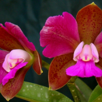 Cattleya leopoldii